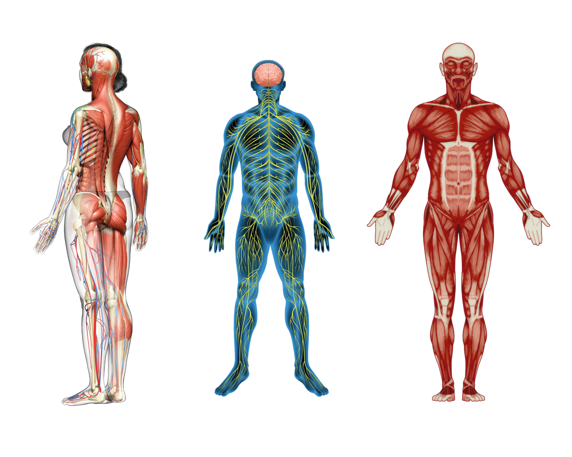 全身の筋肉、筋膜、神経の説明図